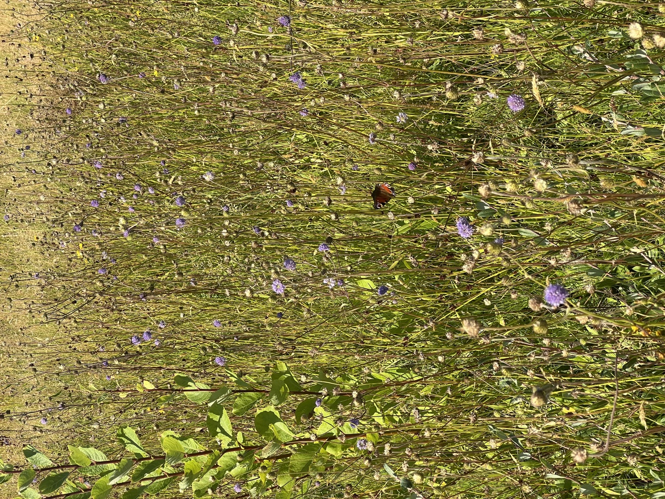 IMG 7528