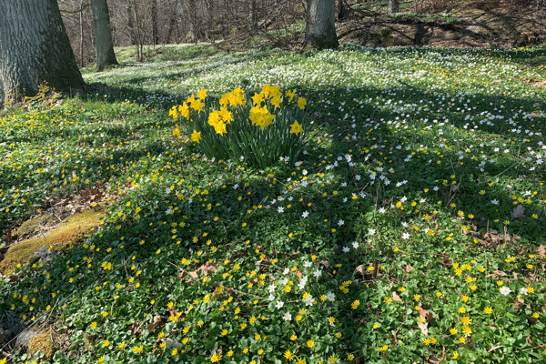 Bokning av starttider i Påsk, Nya Banan