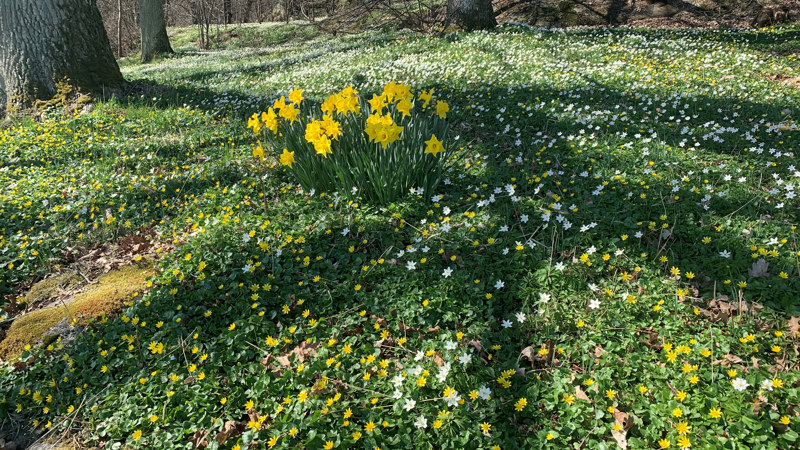Bokning av starttider i Påsk, Nya Banan