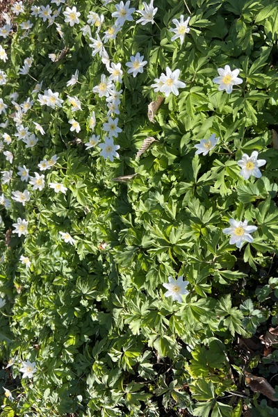 Kick-off damgolfen 2026!